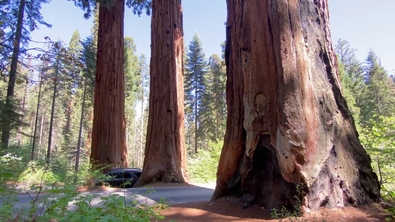 红杉国家森林公园的四名警卫视频下载