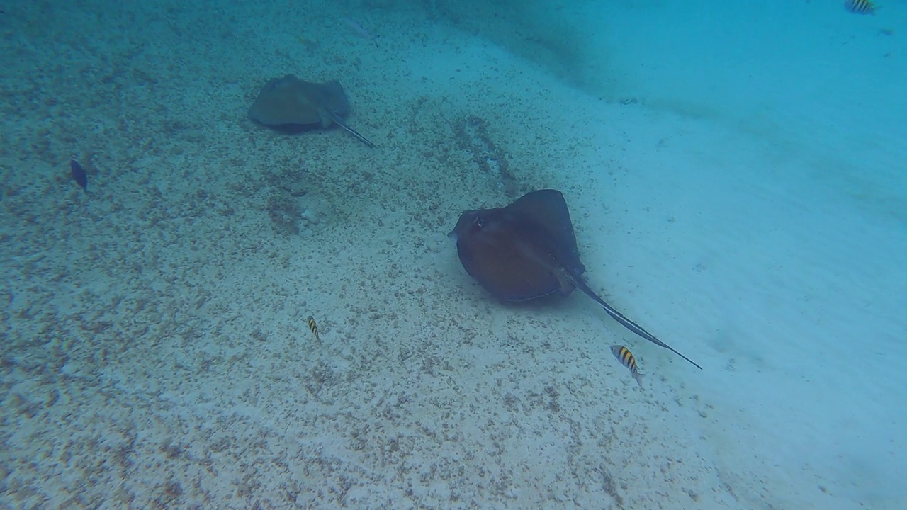 大范围拍摄的黄貂鱼在热带海洋中游泳的水下视图视频下载