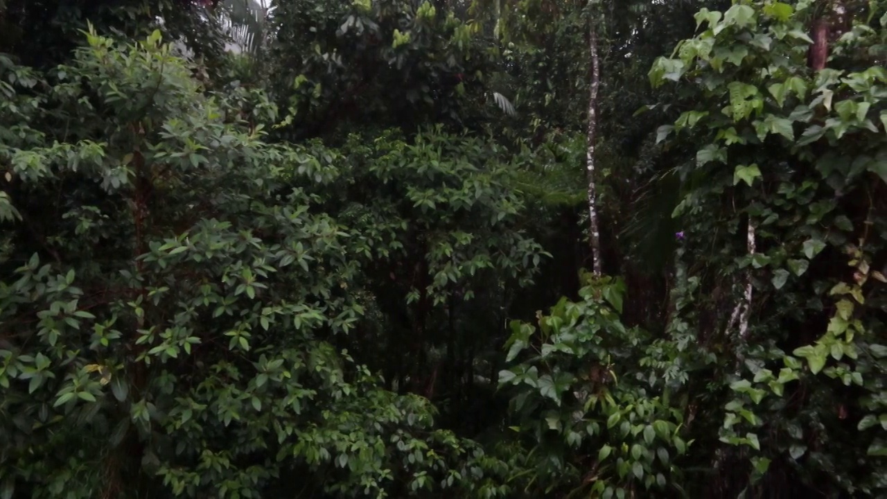 大西洋森林的雨/玛塔·亚特兰提卡视频下载