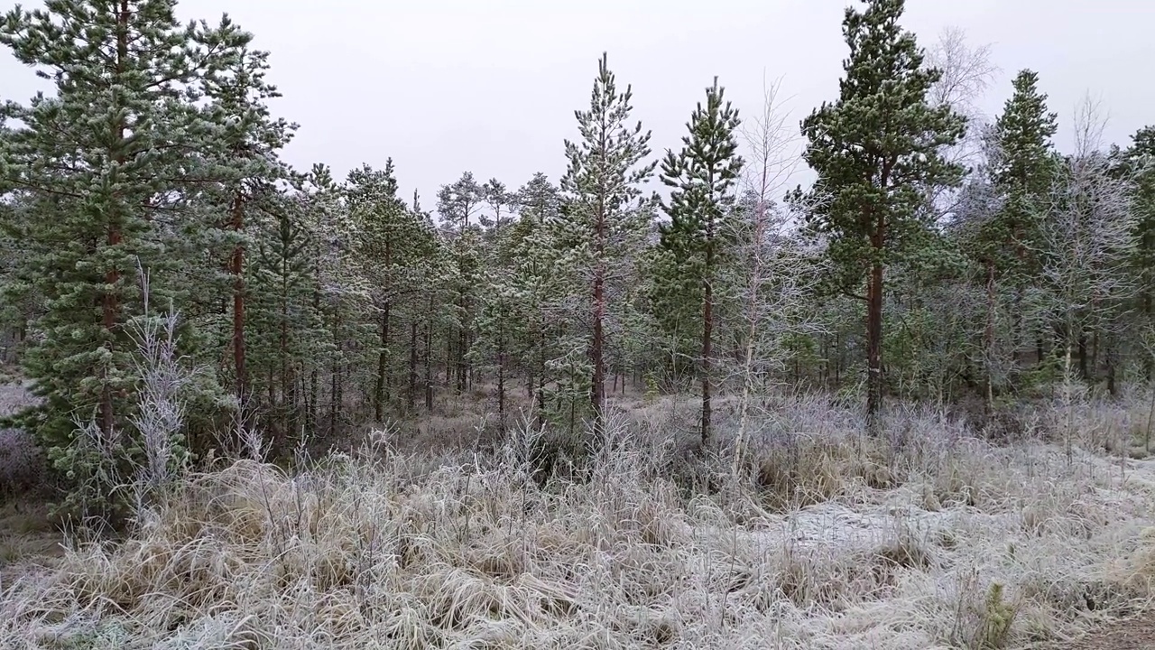 在一个寒冷的冬日里，树林里的土路上长满了白霜视频素材