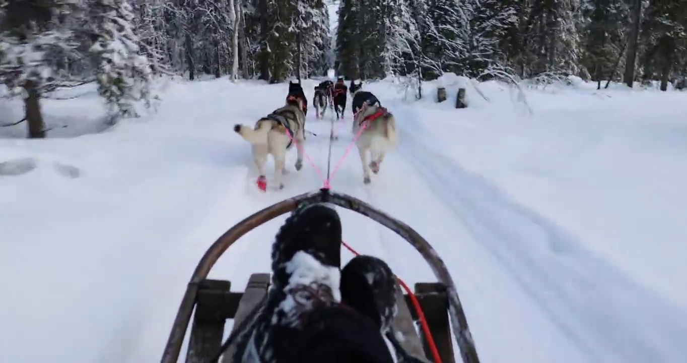 芬兰拉普兰的哈士奇雪橇视频素材