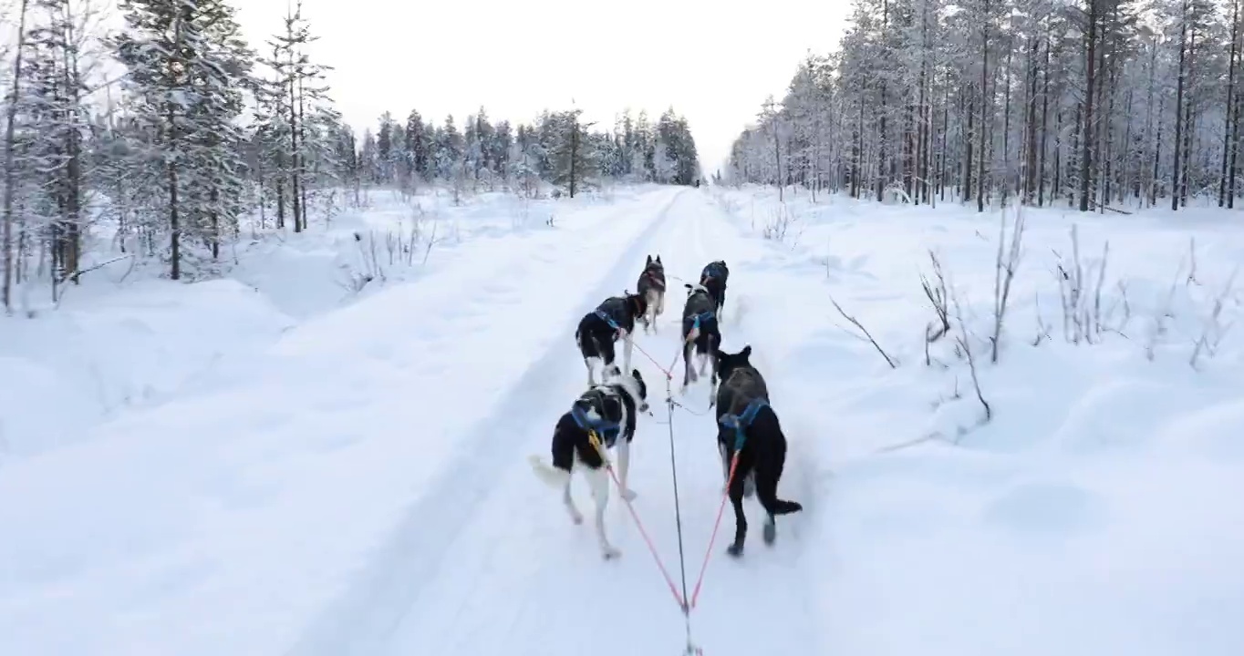 芬兰拉普兰的哈士奇雪橇视频素材