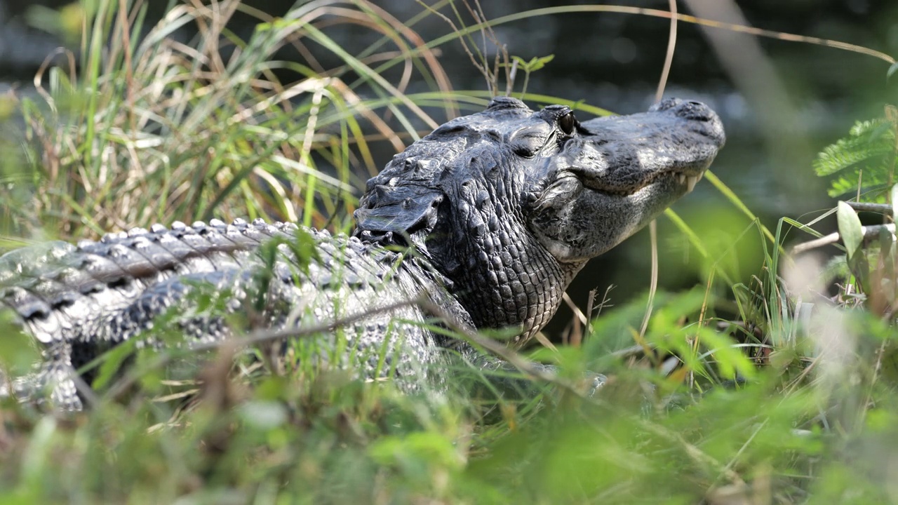 鳄鱼:佛罗里达大沼泽地国家公园视频下载