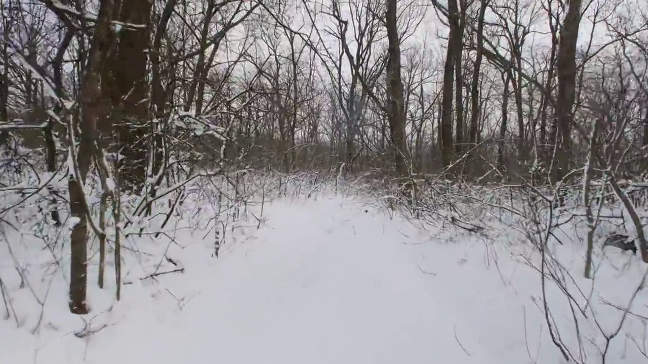 冬季森林。暴风雪过后，森林里被雪覆盖的树木。降雪期间的森林寒假。霜冻天气视频素材