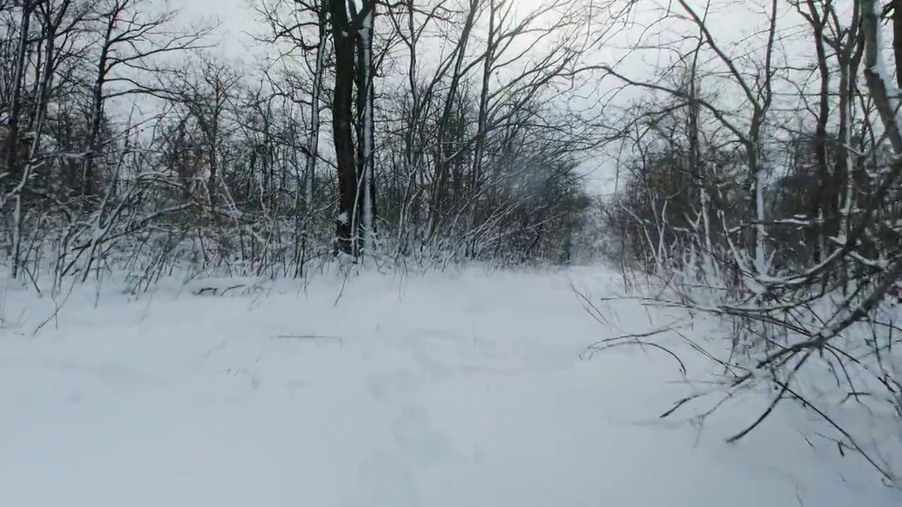 冬季森林。暴风雪过后，森林里被雪覆盖的树木。降雪期间的森林寒假。霜冻天气视频素材