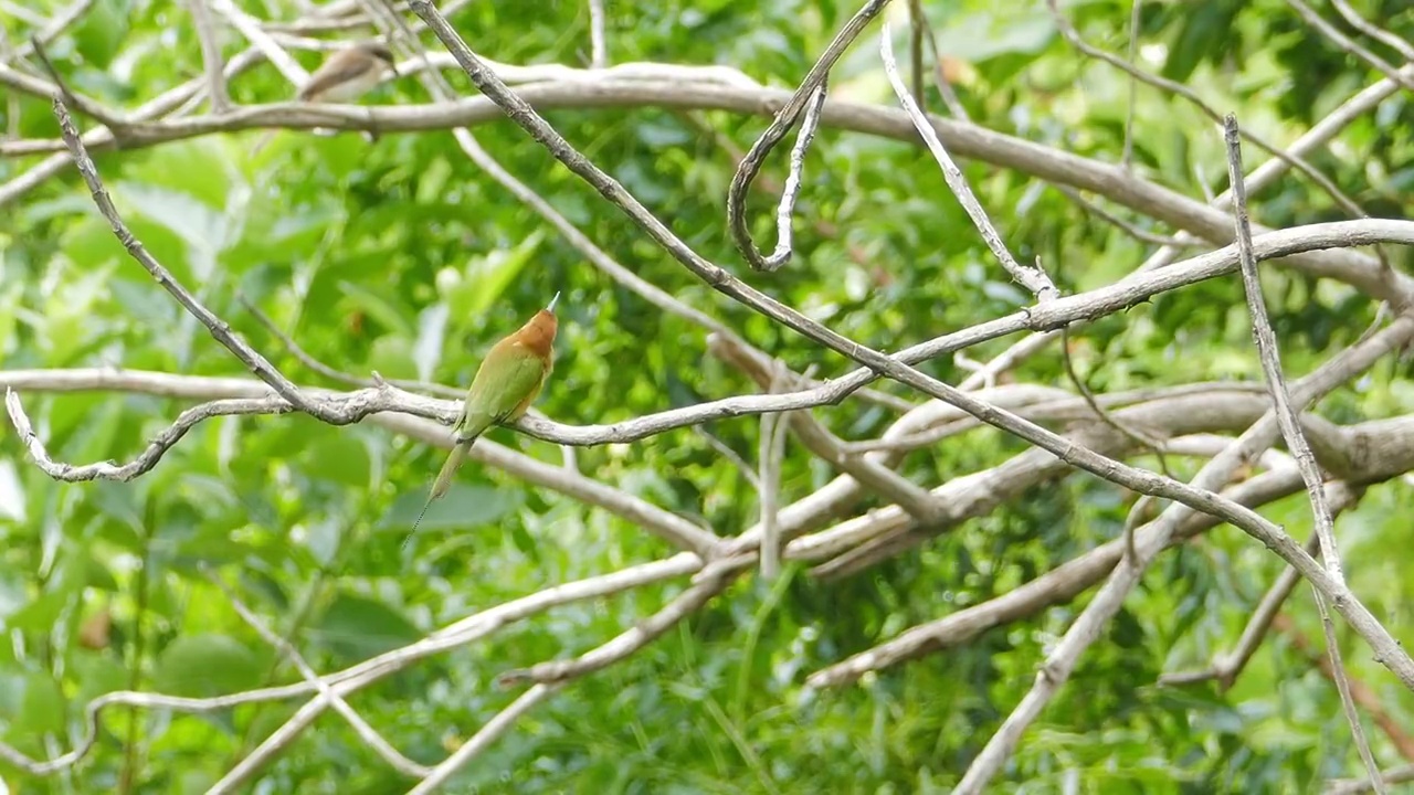 小绿蜂食者在树上。视频下载