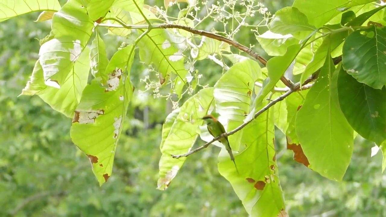 小绿蜂食者在树上。视频下载