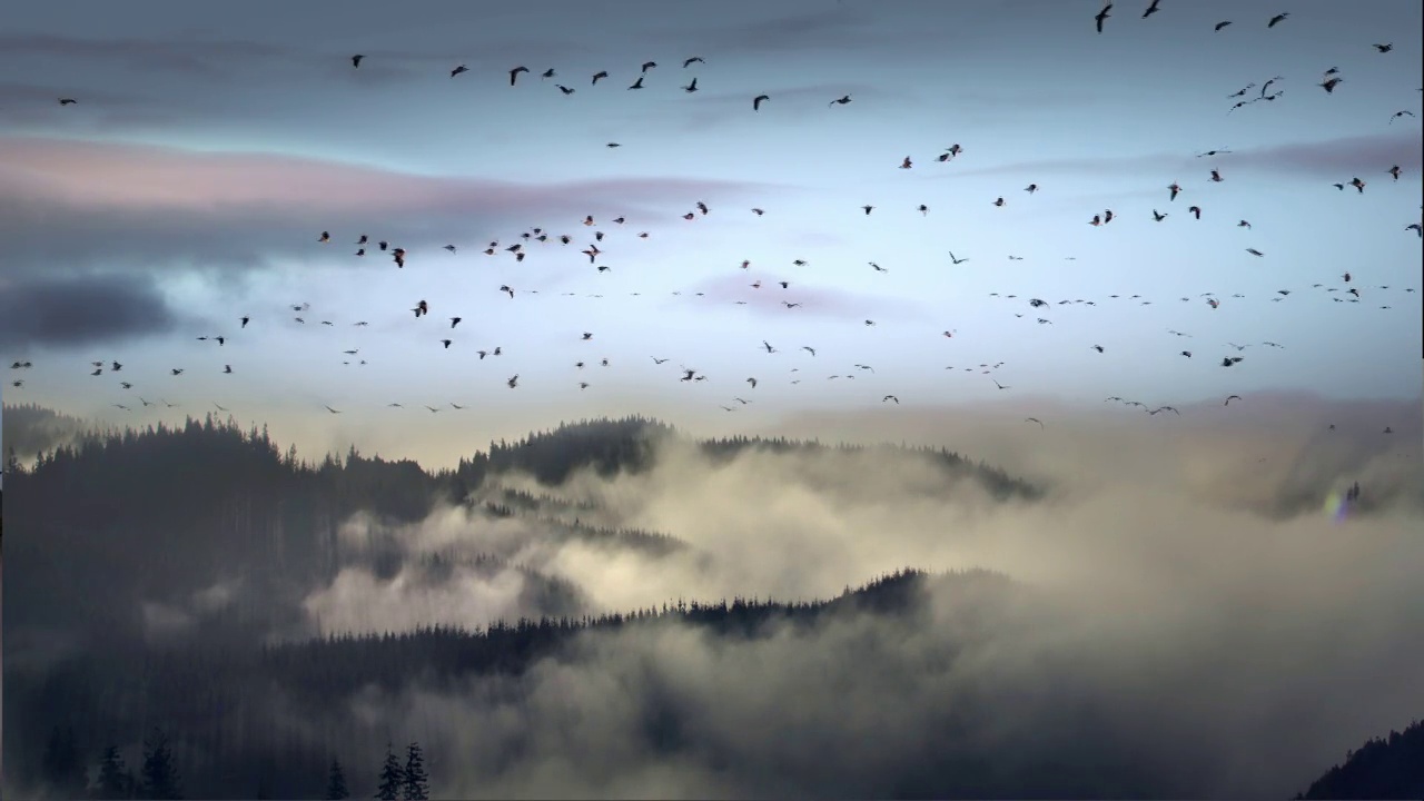 一群鹅在一个雾蒙蒙的早晨视频下载
