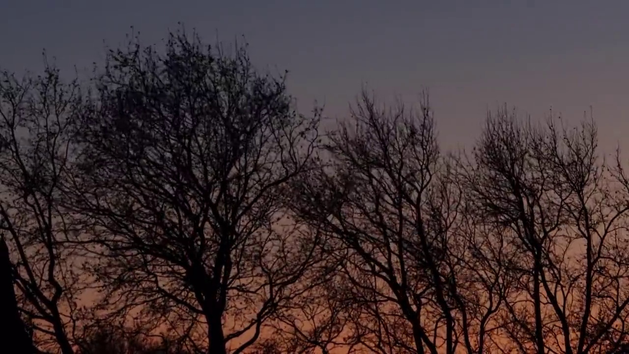冬天的树，天空是橙色的视频下载