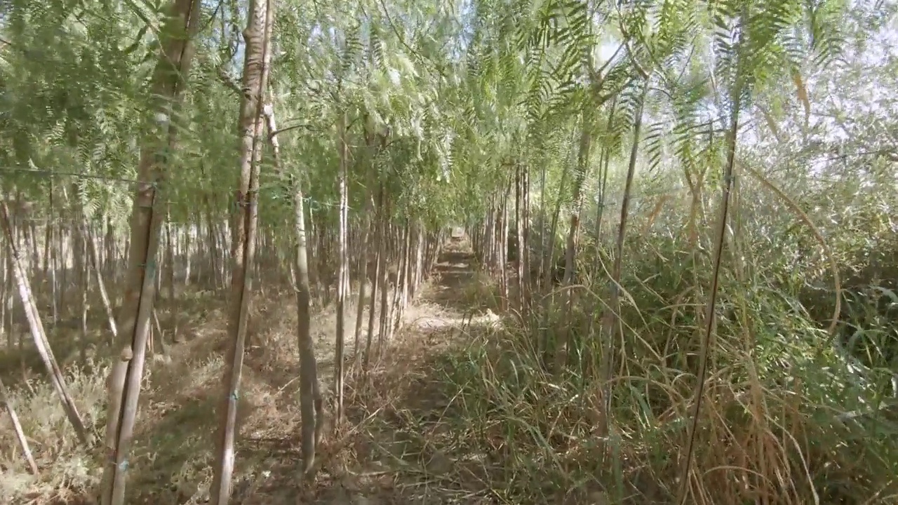 橄榄树种植视频素材