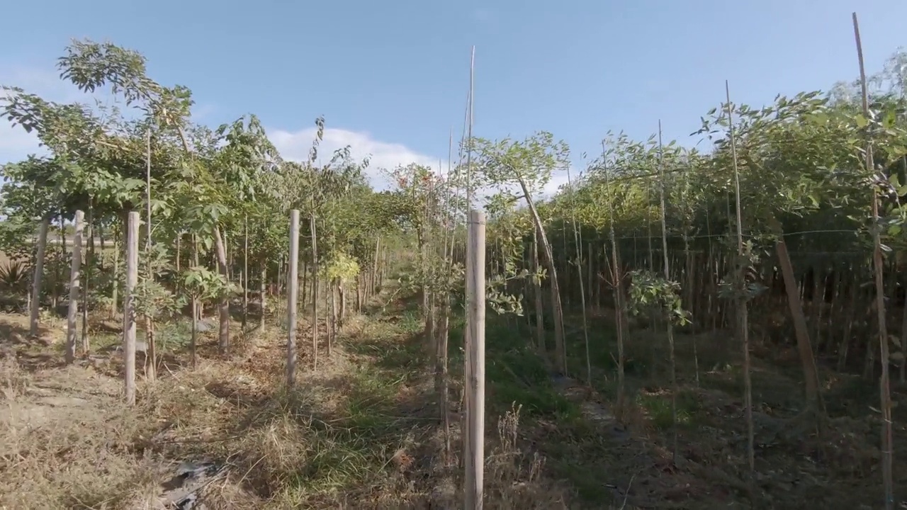 橄榄树种植视频素材