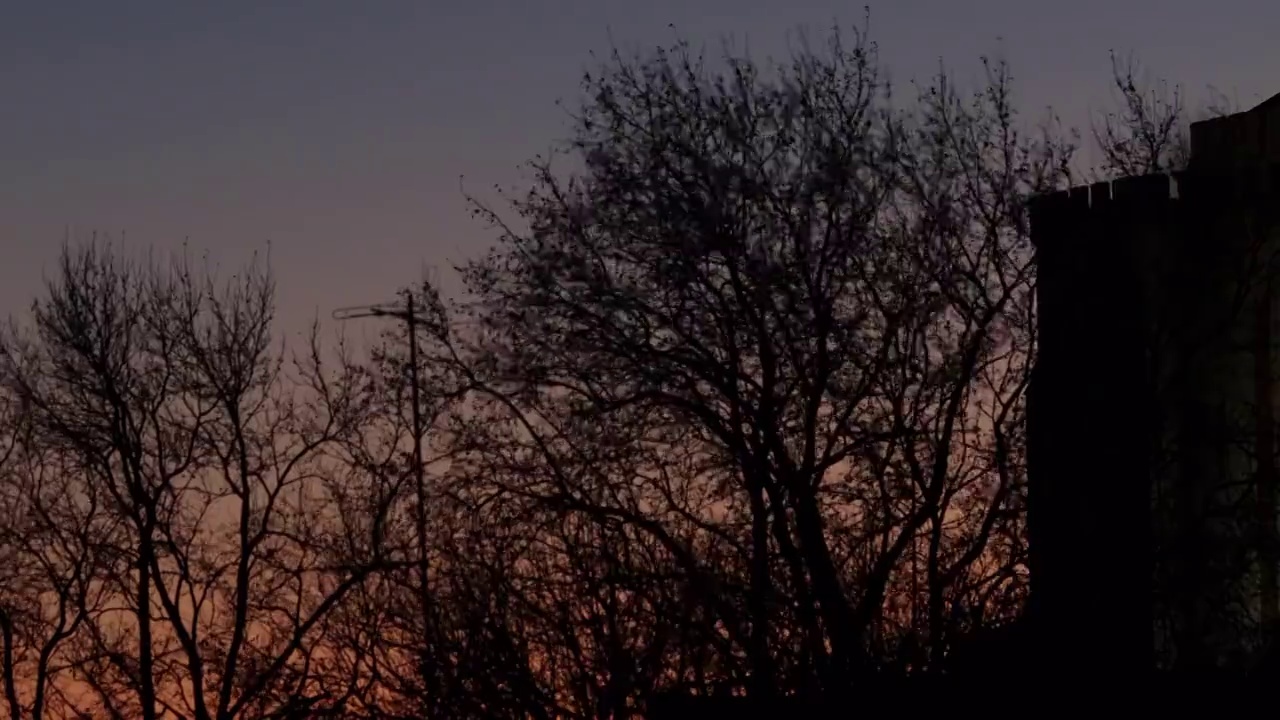 冬天的树，天空是橙色的视频下载