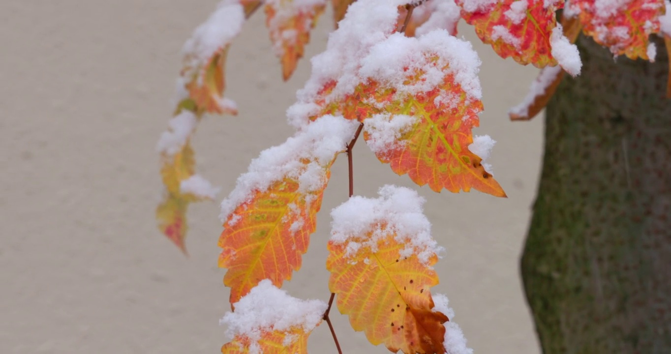 雪在东京的树上猛烈地飘落视频下载