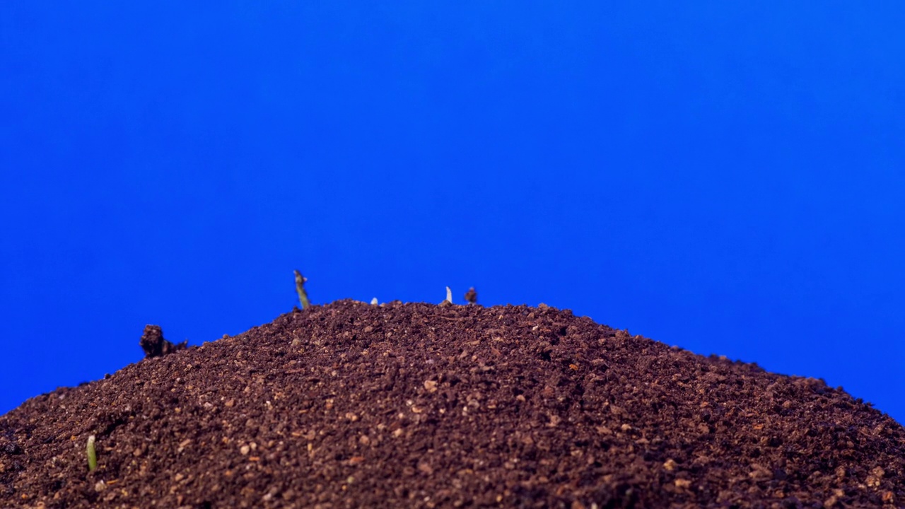 小麦生长和旋转从地球在蓝色背景，时间推移视频4K分辨率剪辑。视频素材