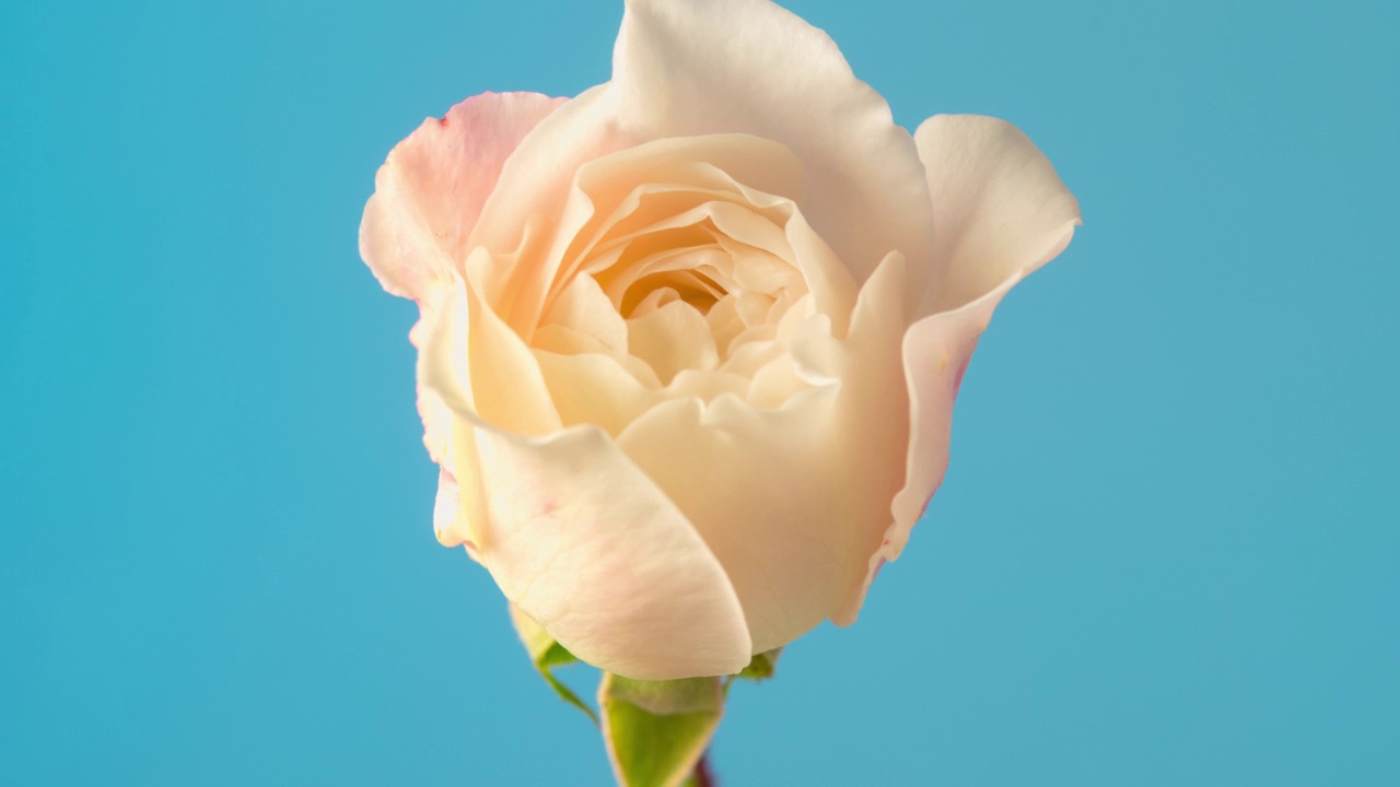 白色的玫瑰绽放在蓝色的背景，延时4k视频。视频素材