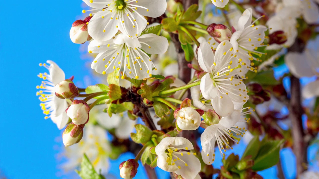 4k垂直时间间隔的酸樱桃树花盛开和生长在蓝色的背景上。樱花盛开的小白花。时间流逝，9:16的比例。视频素材