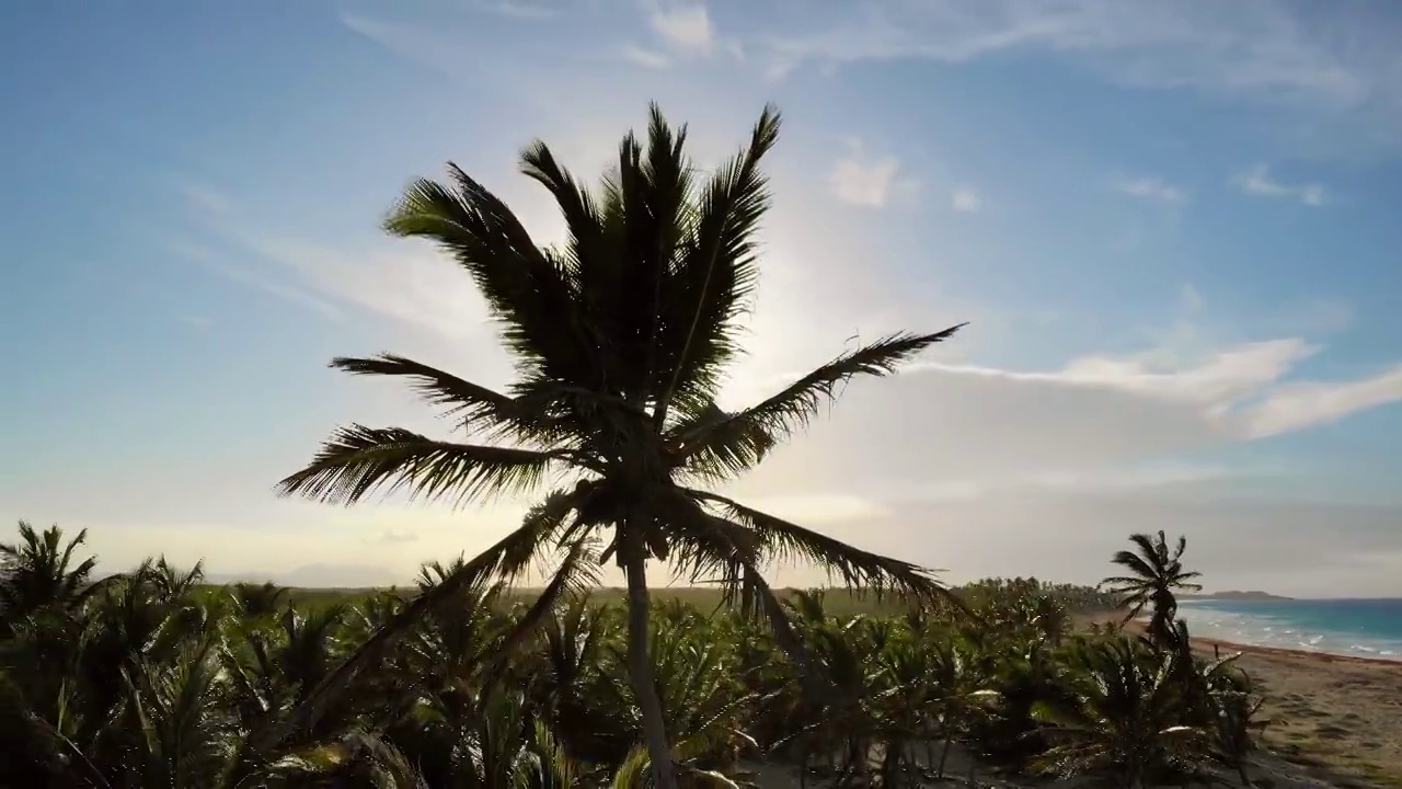 海滩附近的海滨椰子树视频素材