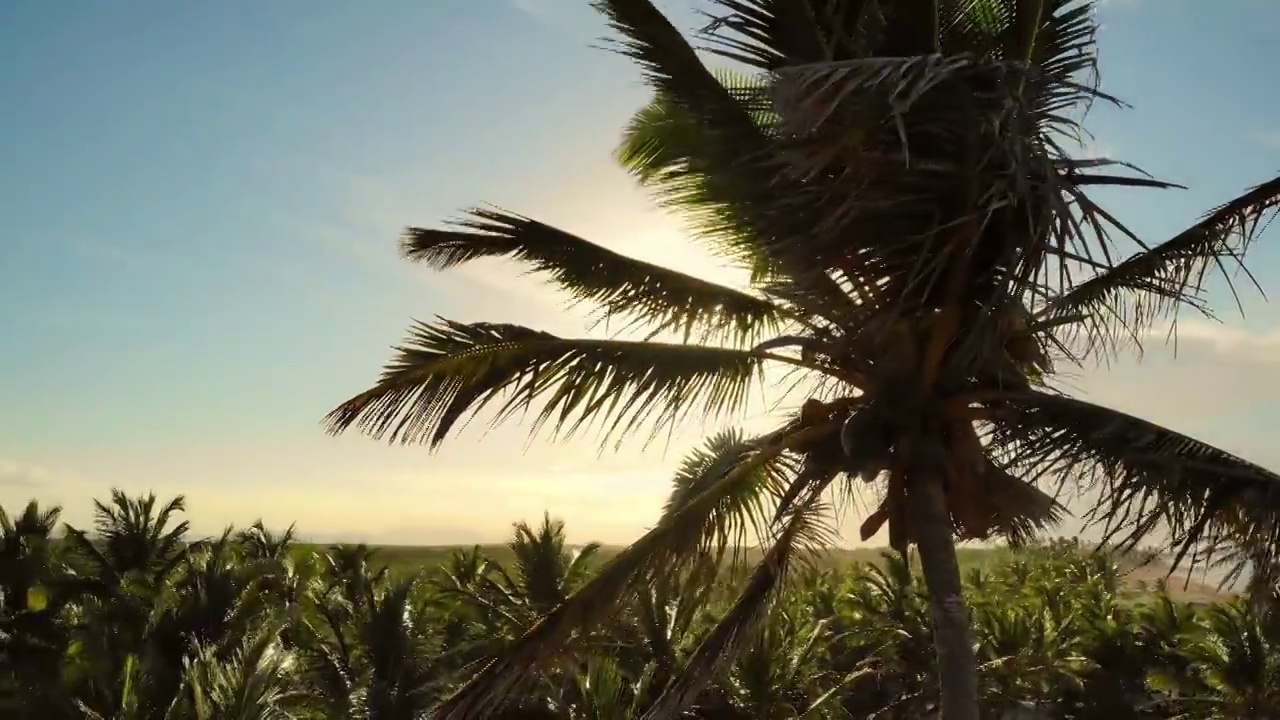 有成熟果实的棕榈树，在风中摇曳的树枝视频素材