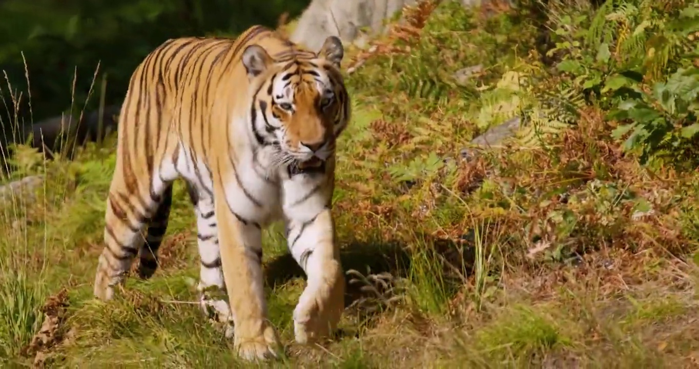 老虎在森林里的草地上靠着镜头走着视频下载