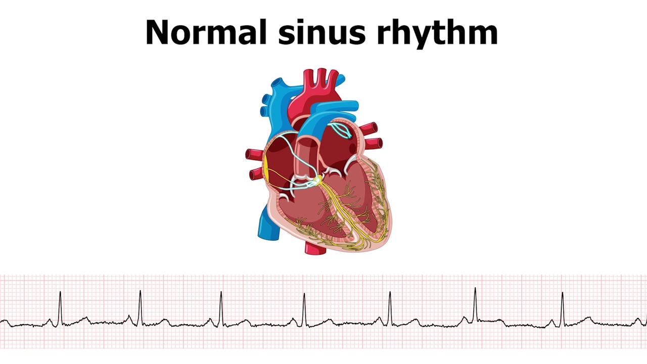 心电图窦性心律正常的心脏动画视频下载