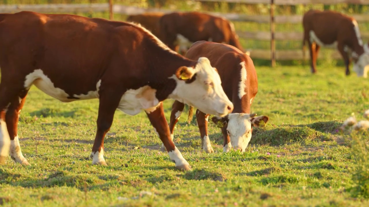 一群棕色的奶牛在阳光普照的草地上吃草。视频素材