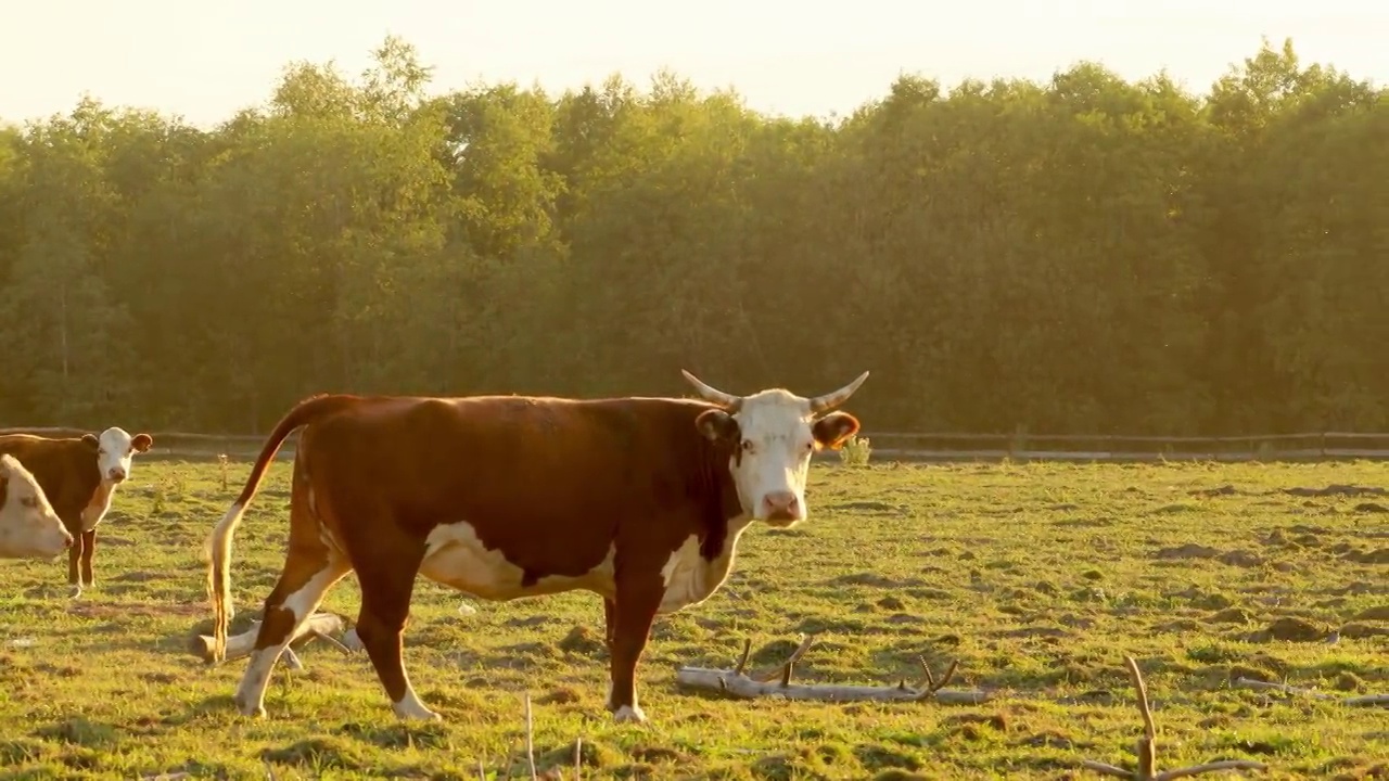 一头棕色的奶牛走在牧场上，沐浴在落日的余晖中。连接。视频素材