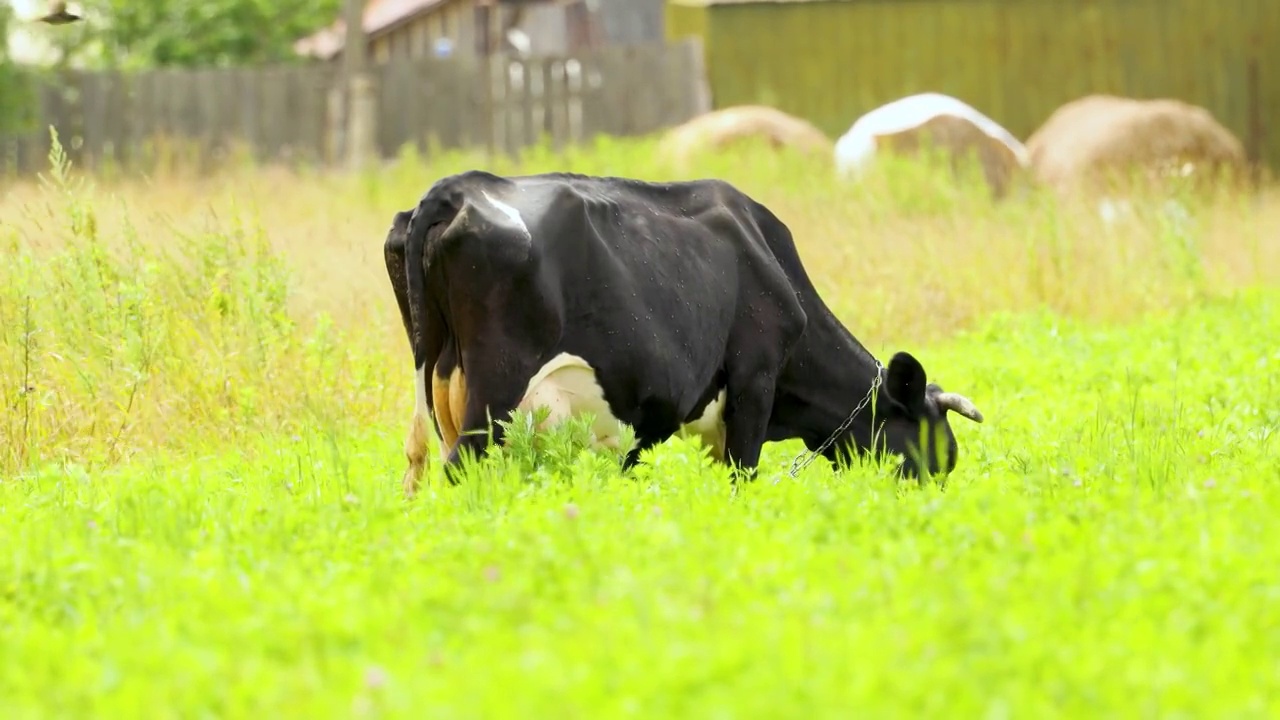 牛在草地上吃草。一幅乡村生活的美丽图画。视频素材