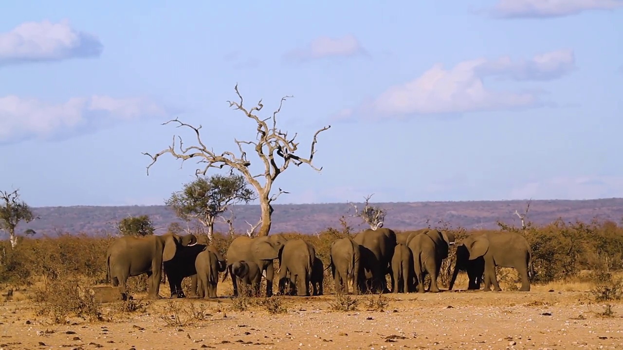 南非克鲁格国家公园的非洲丛林象视频素材