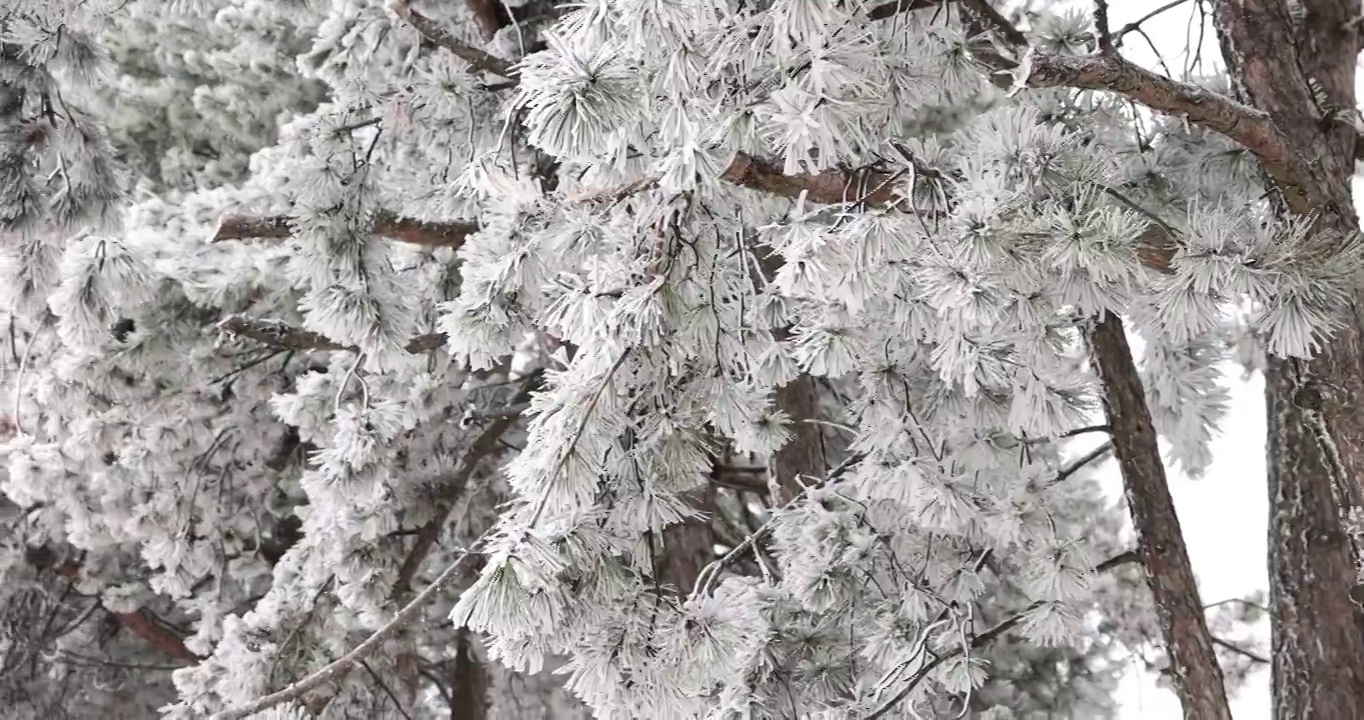 冬天公园里冰冻的树视频下载