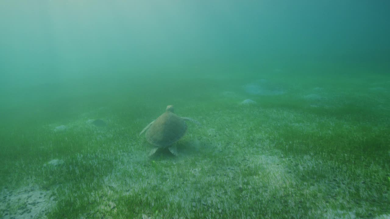 黄昏时的绿海龟视频素材