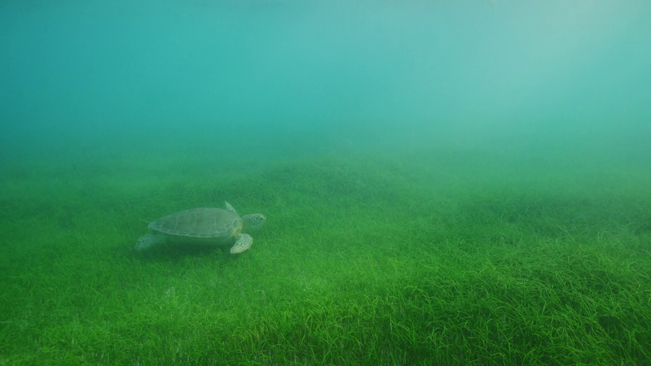绿海龟在海草床上视频素材