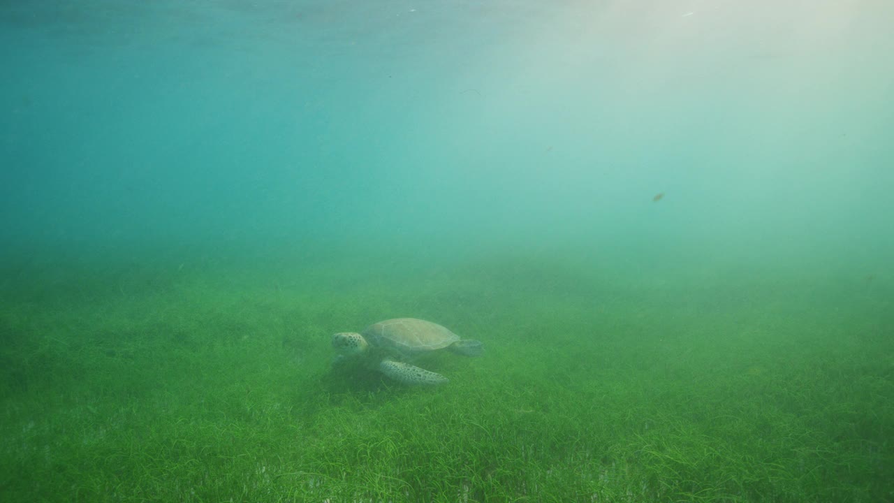 海龟在海底吃东西视频素材