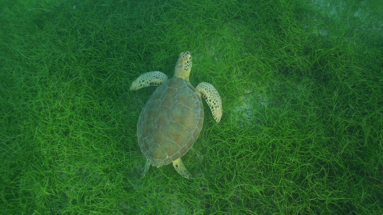 绿海龟视频素材