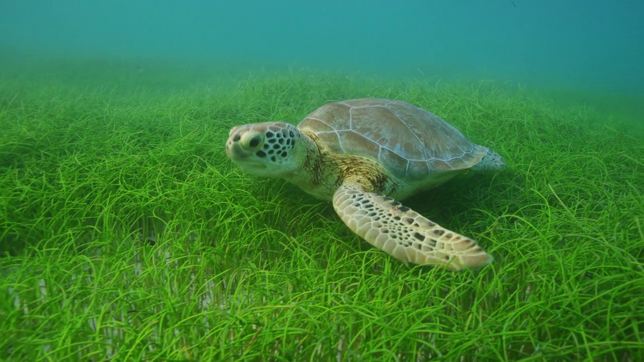 绿海龟在吃海草视频素材