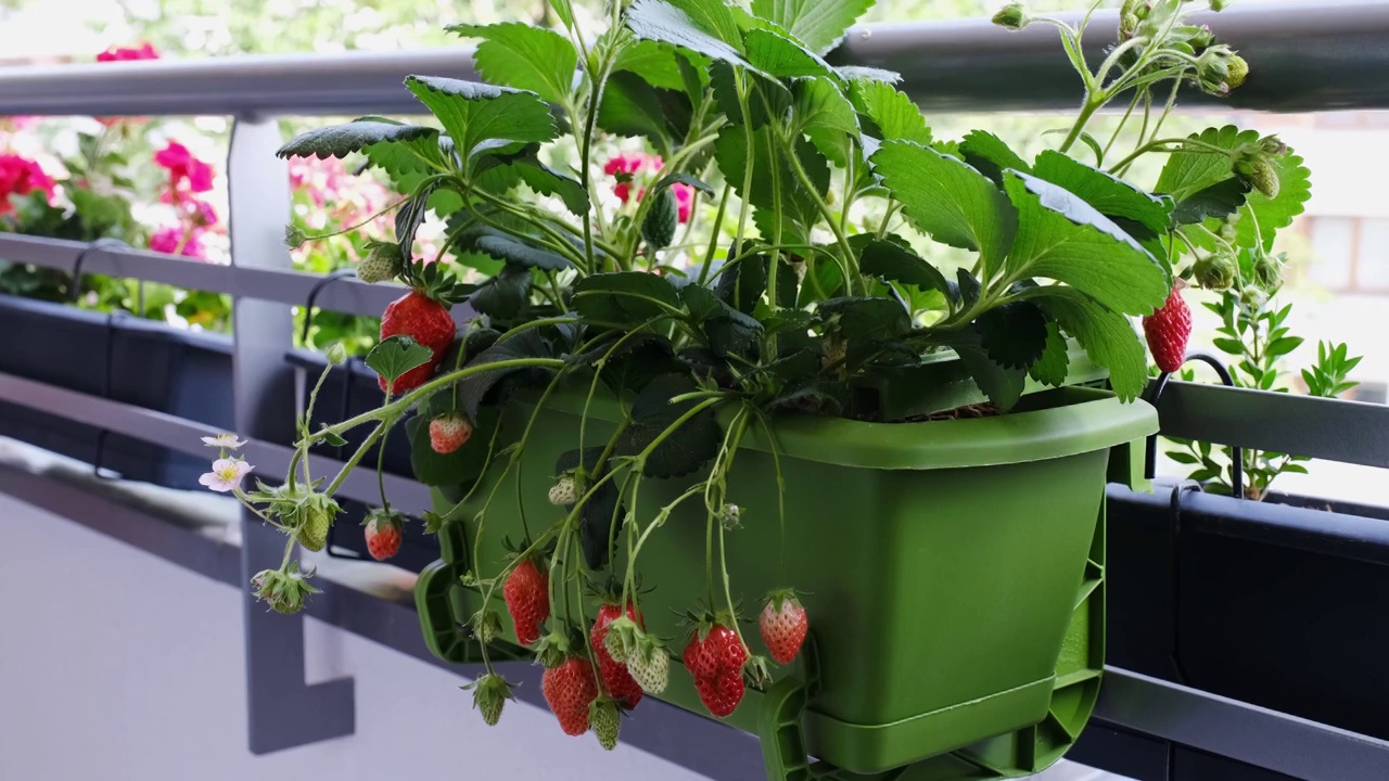 阳台上的草莓丛里有成熟的水果。在家有机种植视频素材