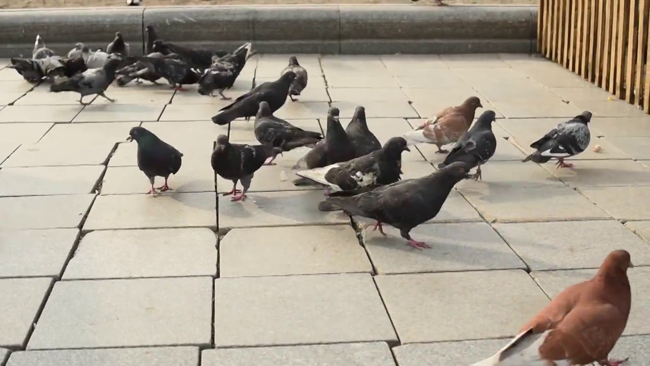 在人行道上吃面包的鸽子有选择性地聚焦起来视频素材