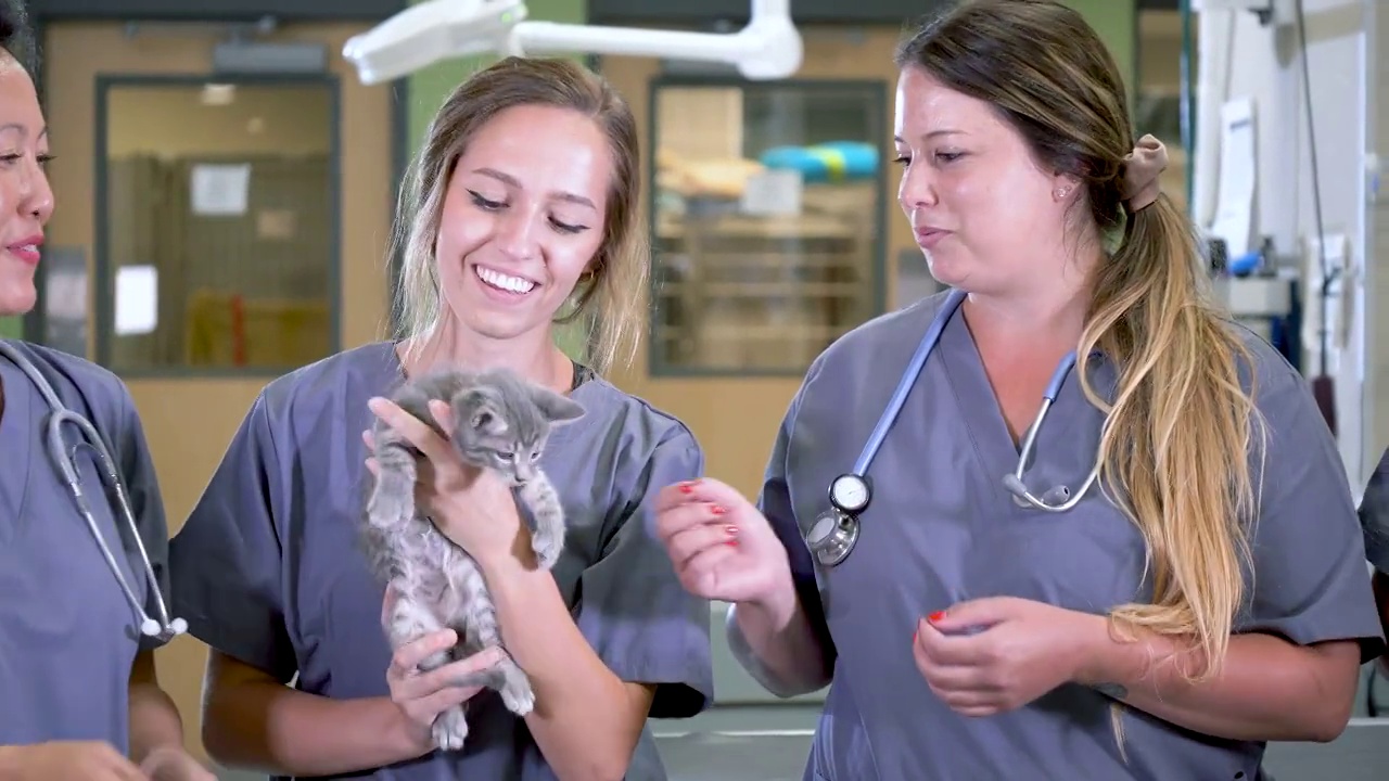 兽医医院的三个工作人员抚摸着一只小猫视频素材