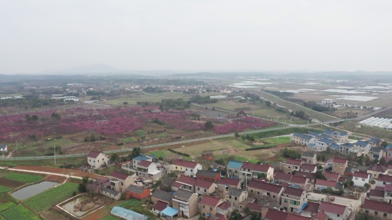 春天的中国村庄，桃花盛开视频素材