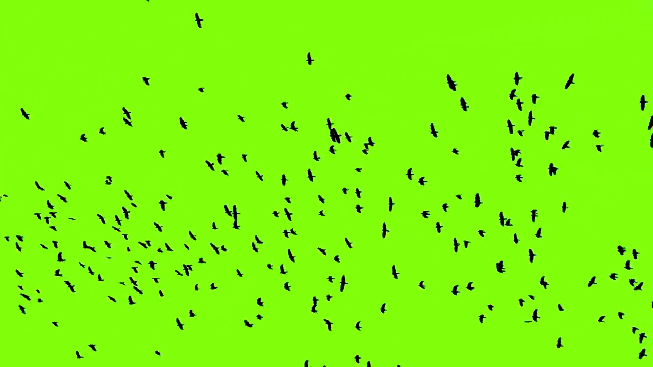 绿色屏幕上飞翔的鸟群视频素材