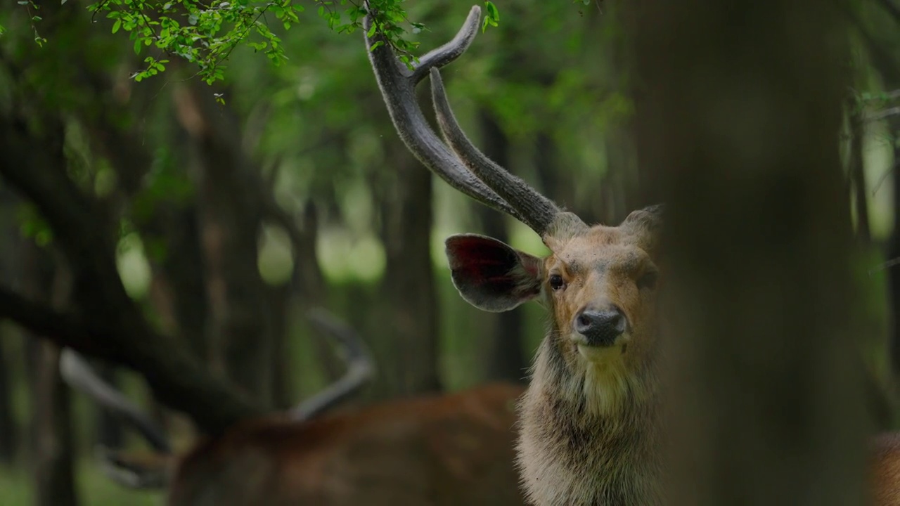 雄性黑鹿从树上吃树叶的慢动作视频下载