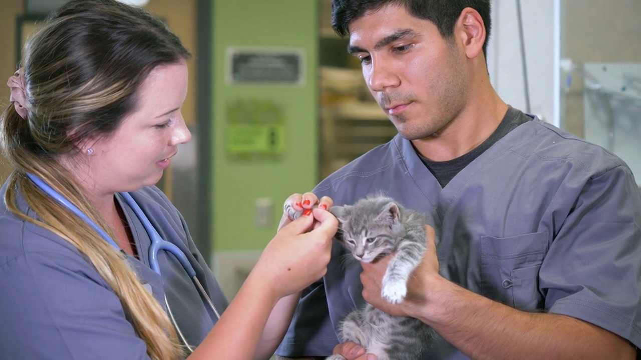 小猫正在动物医院接受检查视频下载