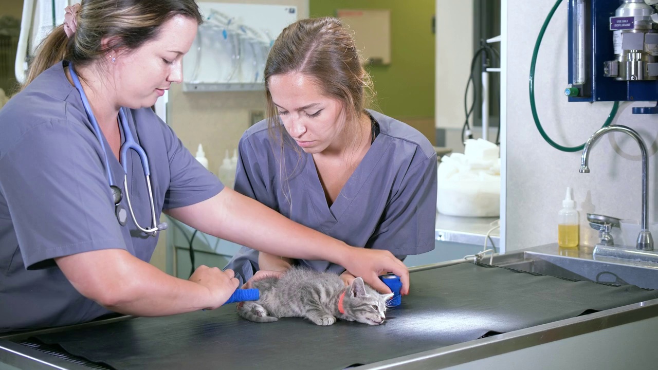 兽医正在给受伤的小猫包扎腿视频素材