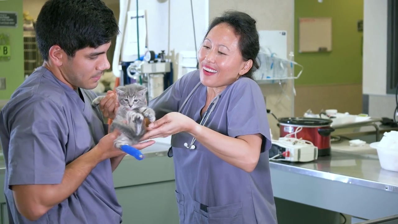 动物医院的工作人员，一只腿缠着绷带的小猫视频素材
