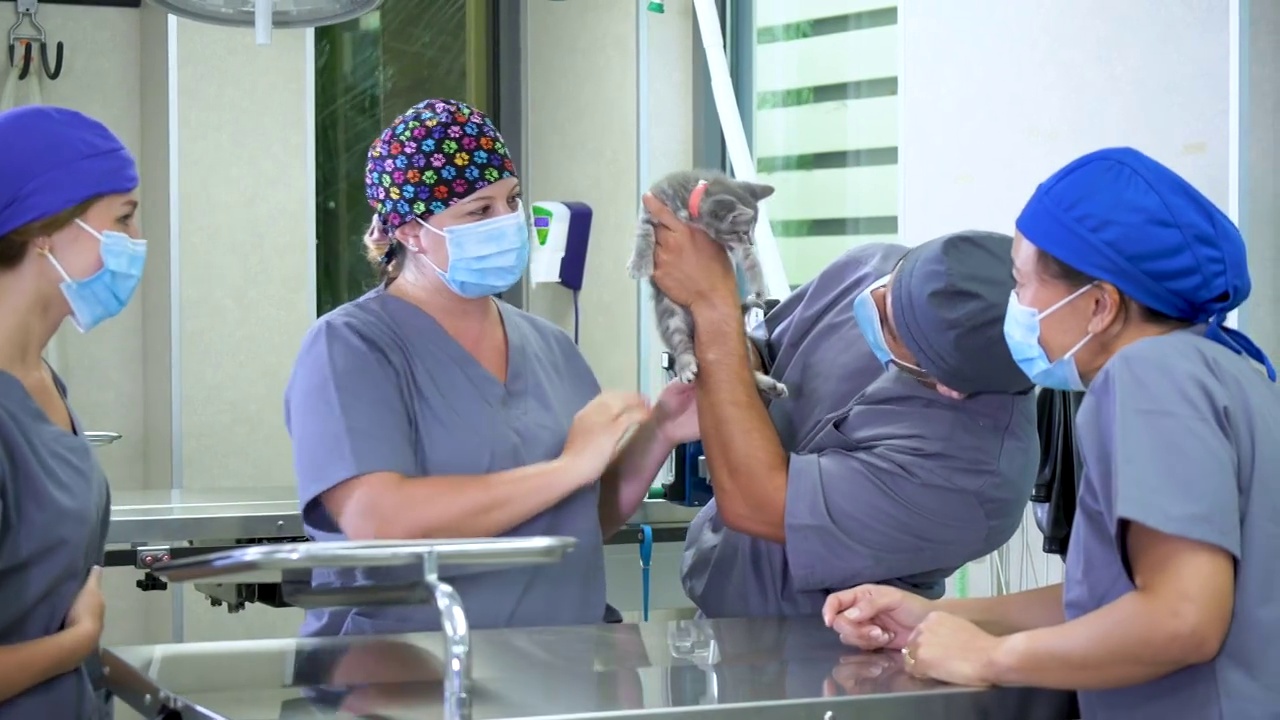 动物医院的兽医正在为猫做手术准备视频素材