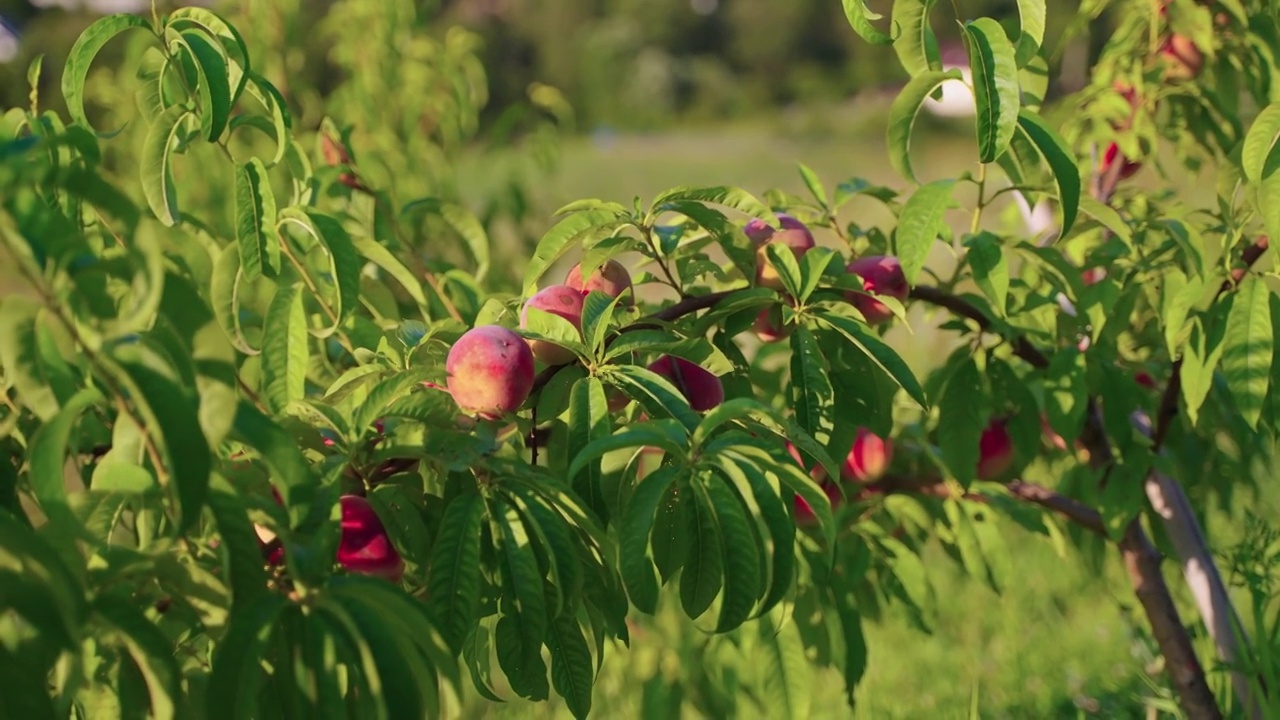 长着成熟果实的桃树视频下载