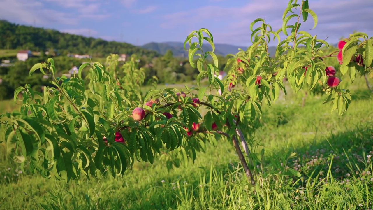 果园里有小桃树，山上有生态果视频下载