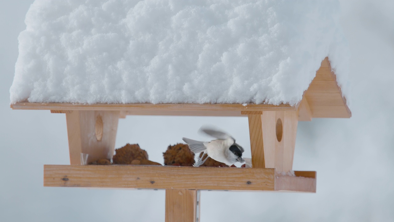 特写，景深:在寒冷的冬天，柳山雀从鸟屋飞了出来。视频素材