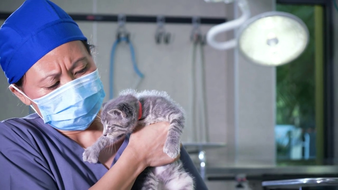 在动物医院工作的亚洲妇女抱着小猫视频素材