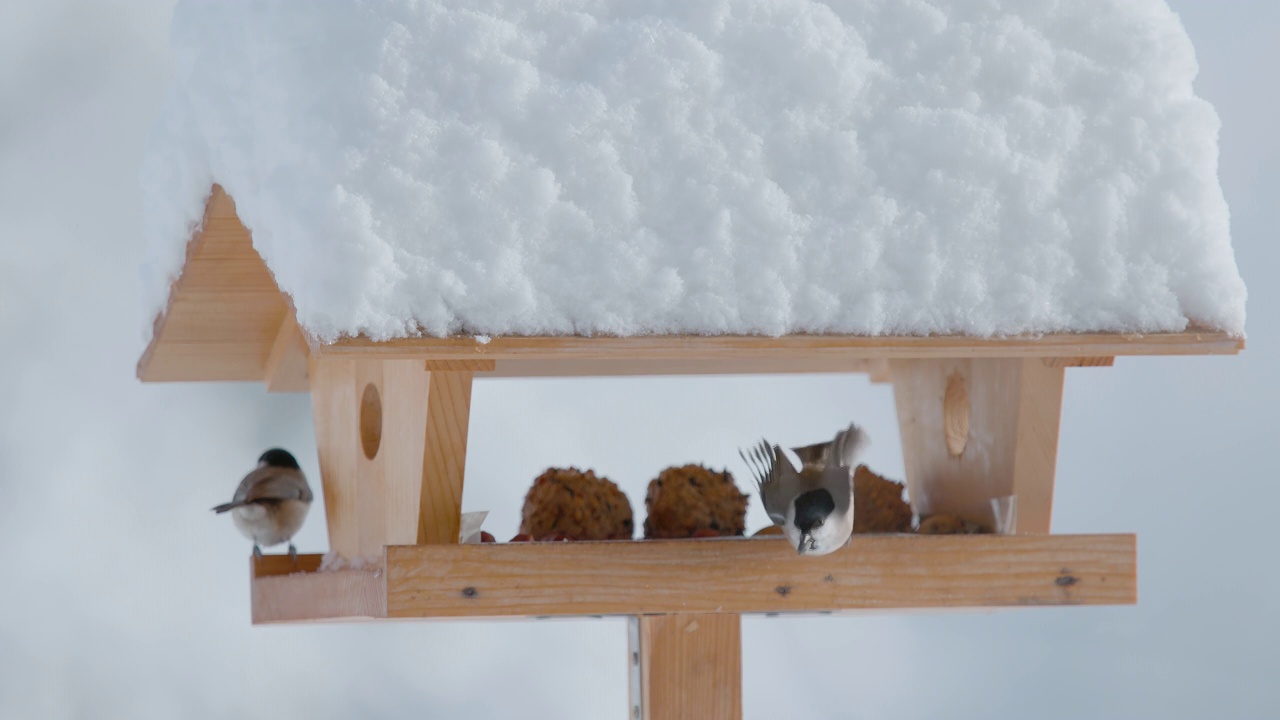 近距离观察:在一个寒冷的冬日，两只小鸟在鸟舍里吃着种子视频素材