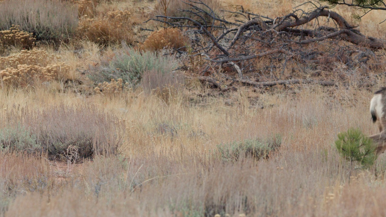 科罗拉多州落基山国家公园的长尾鹿视频素材